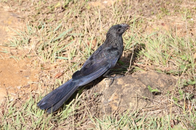 Smooth-billed ani