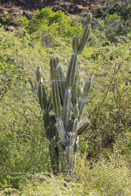 Dry-forest cacti