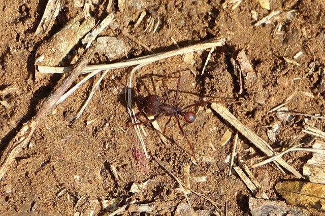 Leafcutter ant