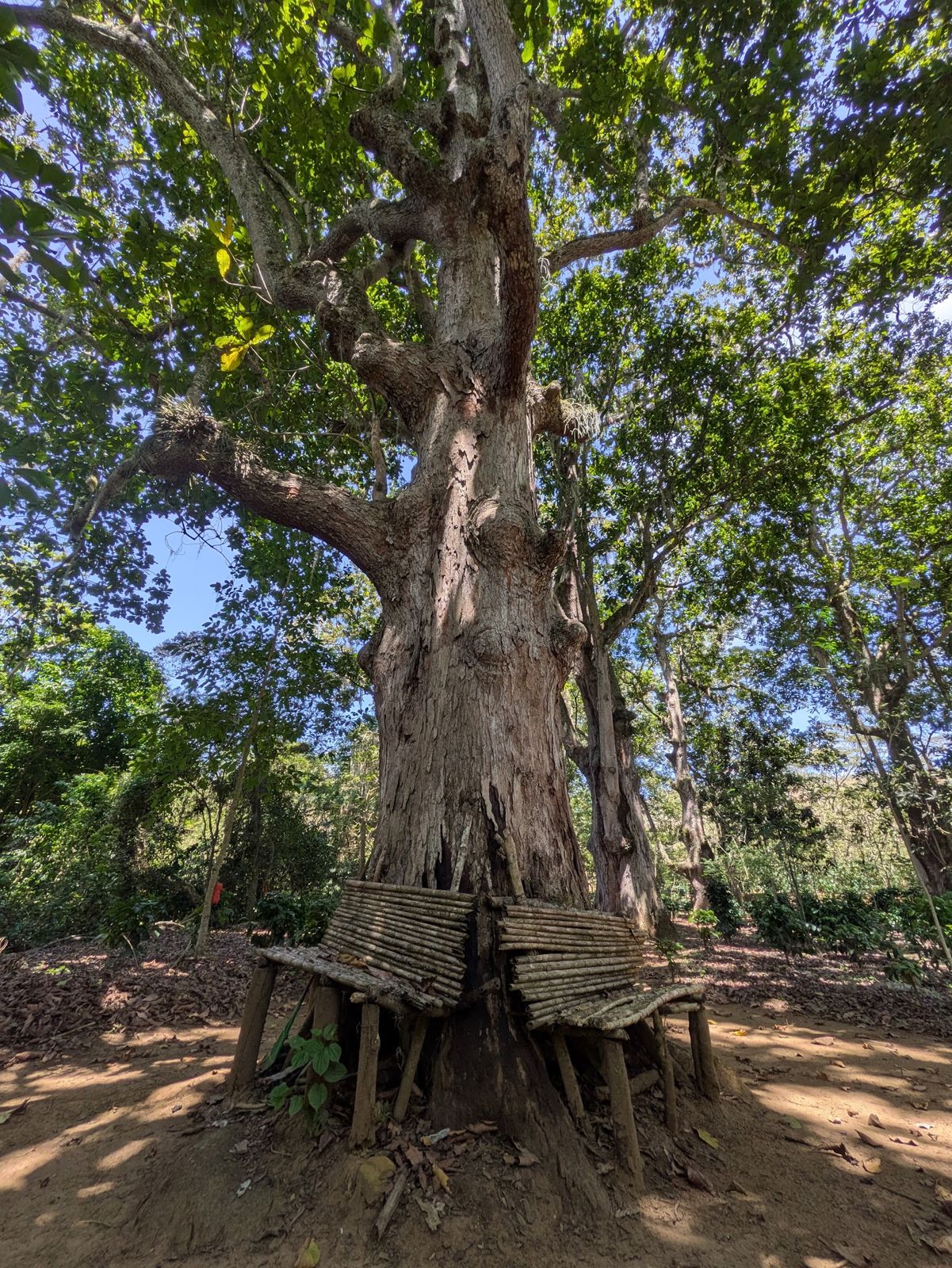 Gran árbol del bosque seco con bancas de madera